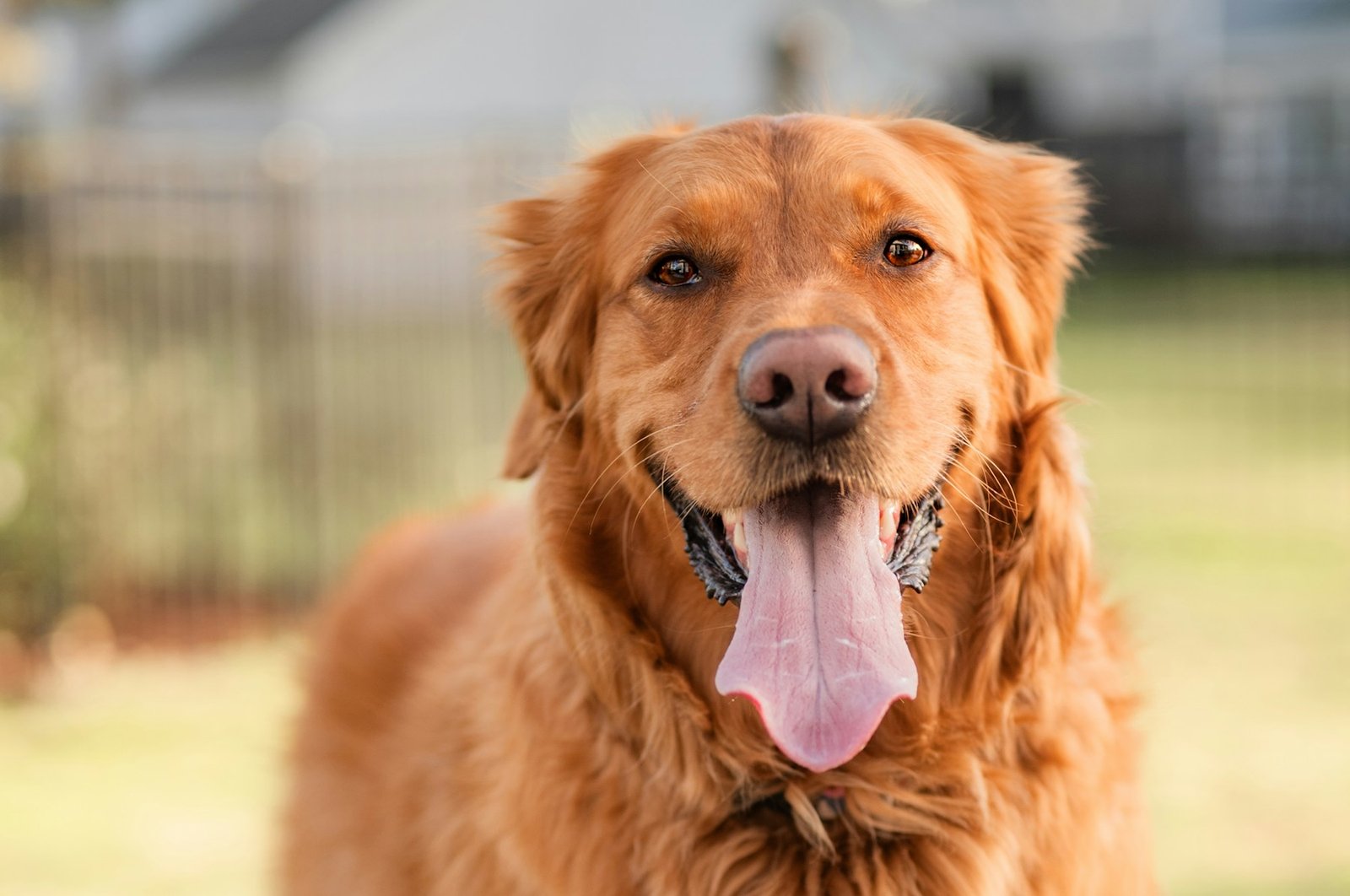 Golden retriever feliz, com a boca aberta e a língua para fora